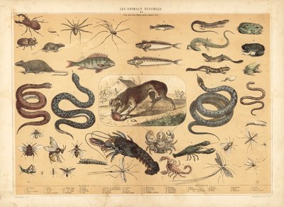 Animais perigosos (cor litho) de French School
