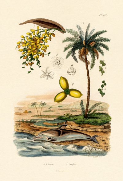 Tamareira, 1833-39 de French School