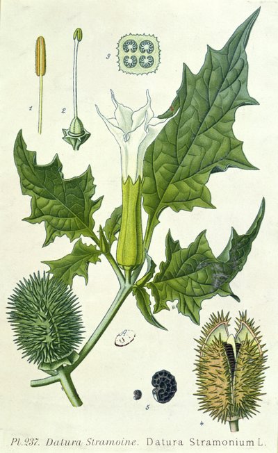 Datura stramonium, placa botânica de French School