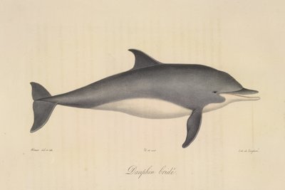 Golfinho roaz, da Histoire Naturelle des Mammifères (cor litho) de French School