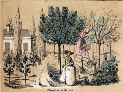 Descrição da cultura e dos produtos de seda: muriers de plantação. Placa "la soie" em "les Recreations instructives" Pintura sinóptica de Jules DELBRUCK, gravada a partir de 1860. Coleção particular. de French School