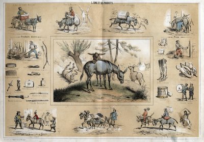 Descrição dos diferentes produtos e usos do burro: o animal ajuda o trabalho do moleiro, do músico viajante, do lavrador, dos artistas circenses. Por outro lado, o leite de danesse é utilizado como um produto de beleza, sua pele permite a fabricação de de French School