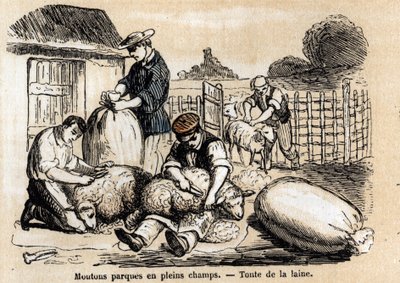 Descrição dos diversos usos e produtos das ovelhas: corte de ovelhas. Placa "Les moutons" em "les Recreations instructives" Pintura sinóptica de Jules DELBRUCK, gravura a partir de 1860. Colecção privada. de French School