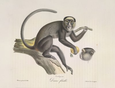 Diana, uma macaca, da História Natural dos Mamíferos (lito colorido) de French School