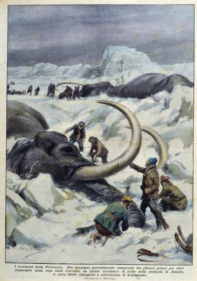Descoberta de mamutes pré-históricos apanhados no gelo polar, Deb. Século XX de French School