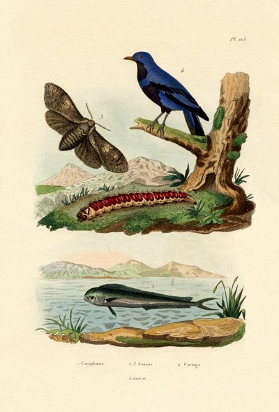 Golfinho, 1833-39 de French School