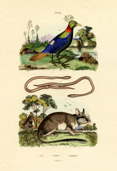 Dormouse, 1833-39 de French School