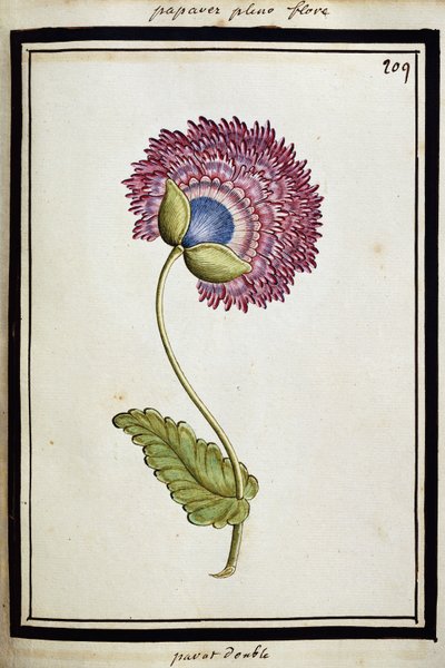 Poppy dupla, c.1700 de French School