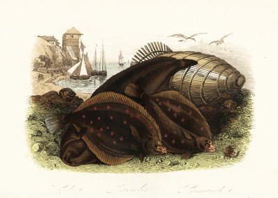 Linguado Dover, Solea solea, solha europeia, Pleuronectes platessa, e solha escura do mar do Norte, Limanda limanda, numa praia com uma armadilha para peixes, barcos de pesca ao fundo de French School