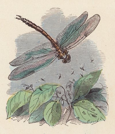 Libélula (gravura colorida) de French School