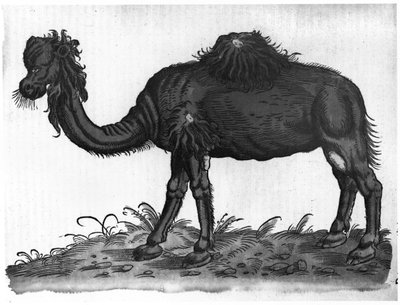 Dromedary, &39;animais Historial&39; por Conrad Gesner (1516-1565) 1551 de French School