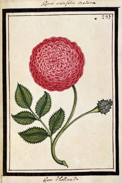Dutch Rose, c.1700 (desenho em aquarela, emoldurado em preto) de French School
