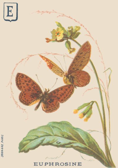 E: Eufrosina (eufrosina Clossiana ou colar de prata grande) de French School