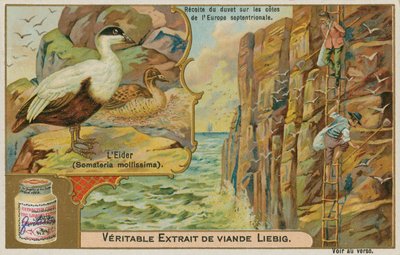 Eider Duck; Reunindo Eider para baixo em uma costa do norte da Europa de French School