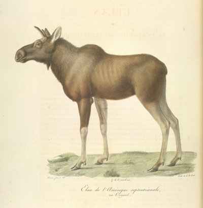 Alce da América do Norte, da História Natural dos Mamíferos (lito colorido) de French School
