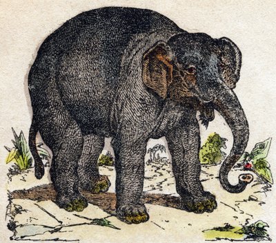 Elefante. Gravura no "Alfabeto dos animais sauvages". 9ª Série. Imagem de Epinal, Pellerin, impressora-editora, cerca de 1870. Gravura em madeira, stencilled. 16 páginas. Dimensões: 20 x 15 cm. Coleção Particular de French School