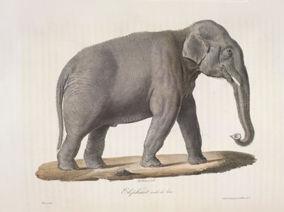 Elefante macho asiático, da Histoire Naturelle des Mammifères (cor litho) de French School