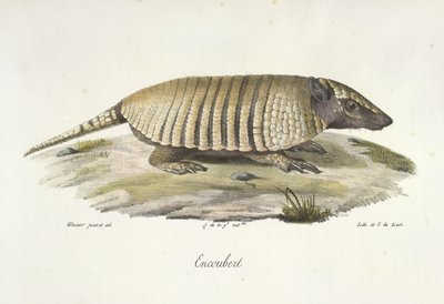 Encoubert, Tatu, da História Natural dos Mamíferos (lito colorido) de French School