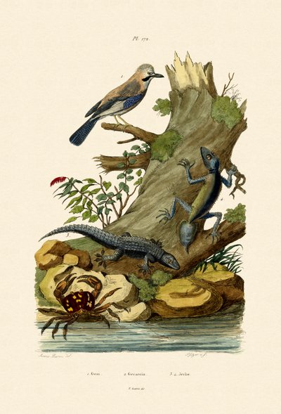 Jay Eurasiático, 1833-39 de French School