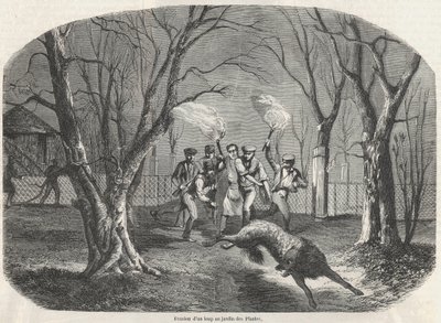 Evasão de um lobo no Jardin des Plantes em Paris - Gravação em "Tableau-de-Paris" de Edmond Texier 1852 de French School