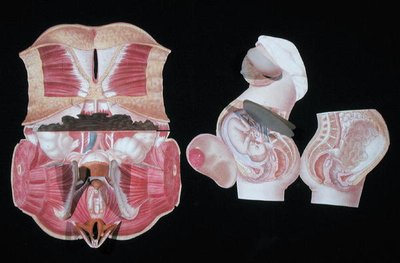 Figura anatômica feminina, de 
