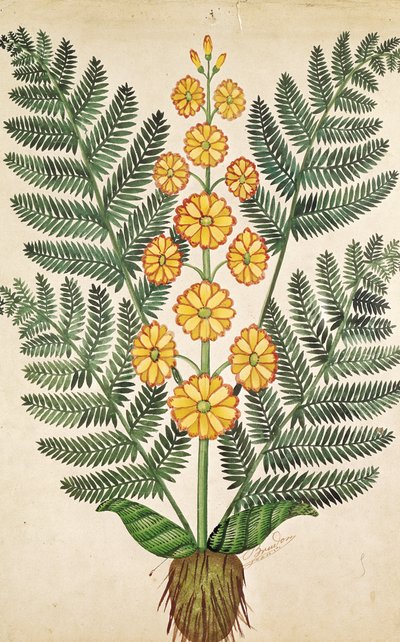 Samambaia com flores amarelas, prato de comerciantes de sementes em Oisans (guache sobre papel) de French School