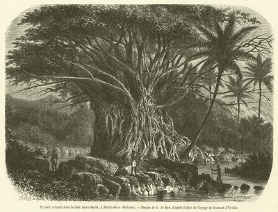 Figueira colossal na baía de Anna-Maria, em Nouka-Hiva, Oceania (gravura) de French School