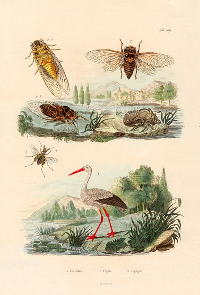 Vaga-lume, 1833-39 de French School