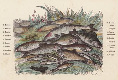 Peixe (gravura colorida) de French School