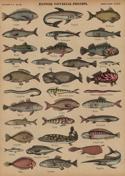 Peixe (gravura colorida) de French School