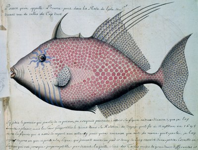Peixe chamado Bource, ilha de São Vicente, Cabo Verde, aguarela do livro de bordo de Jacques Gouin de Beauchesne (1652-1730), capitão da Compagnie royale de la Mer du Sud, de 1698 a 1701, França de French School