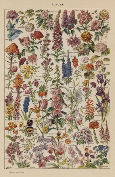 Flores (litografia a cores) de French School