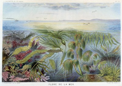 Flora do mar - in "Le Monde de la Mer" de Alfred Fredol, ed. Paris, Hachette. de French School