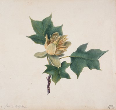 Flor de uma árvore de tulipa de French School