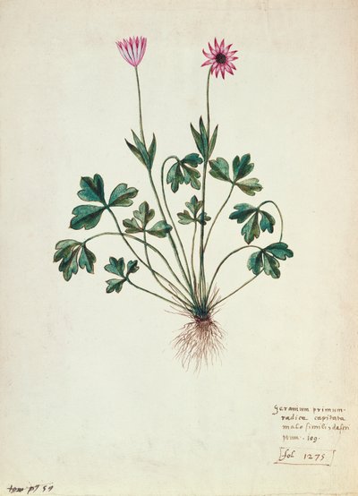 Fol.1275 Geranium (wc no papel) de French School