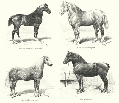 Quatro raças de cavalos franceses: Merlerault, Boulonnaise, Percheronne, Ardennaise (gravura) de French School