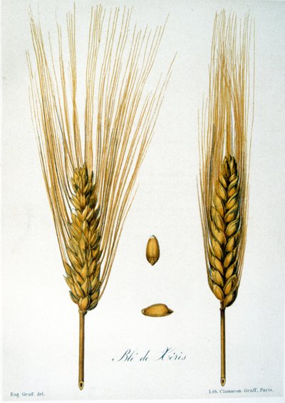 Ilustração francesa do século XIX das espigas de milho de French School