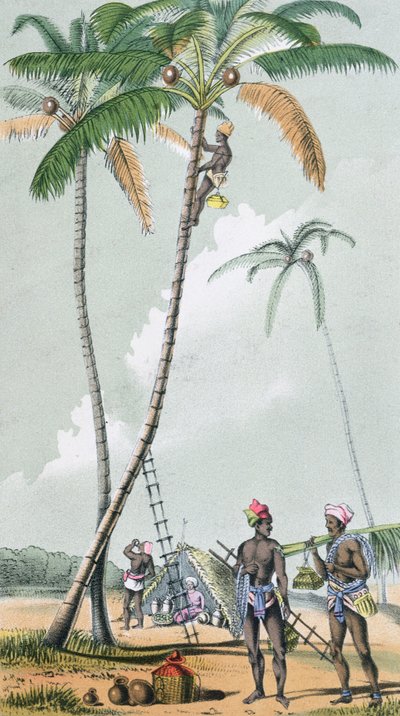 Recolhendo cocos para a preparação de Toddy na Índia (gravura colorida) de French School