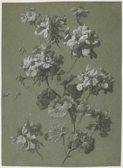 Gerânio (Pelargonium sp.), C.1800 (carvão e giz branco, tecido verde) de French School