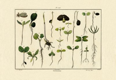 Germinação, 1833-39 de French School