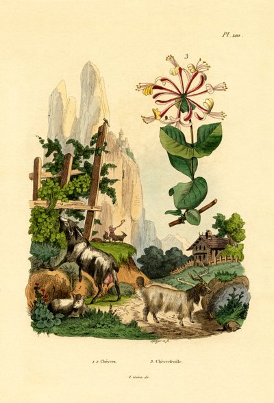Cabras, 1833-39 de French School