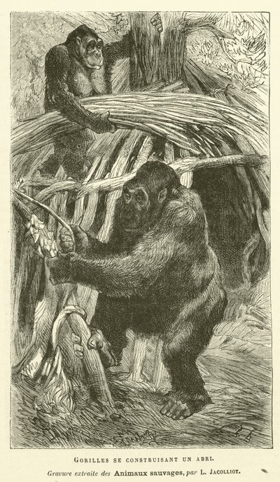 Abrigo do Edifício Gorillas (gravura) de French School