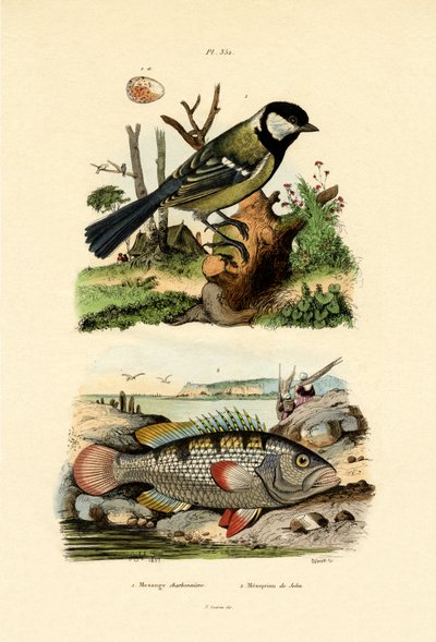 Chapim-real, 1833-39 de French School