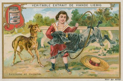 Galgo e Poodle de French School