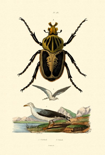 Ouro, 1833-39 de French School