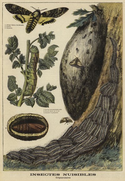 Insetos nocivos: Deaths Head Hawkmoth de French School
