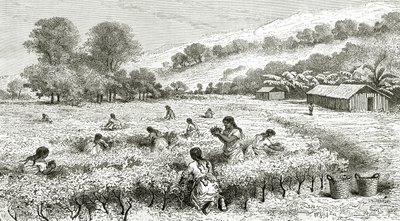 Colheita de Coca, Peru, ilustração da revista The World Tour, 1877 de French School