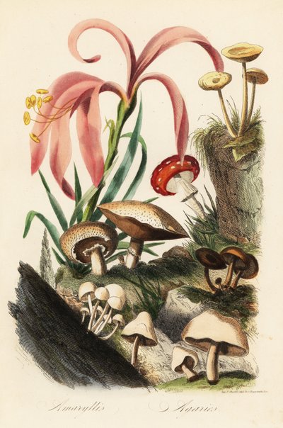 Espécies Hippeastrum, agário das moscas, Amanita muscaria, Amanita caesarea, Cogumelo de César, Amanita caesarea, e outros cogumelos de French School