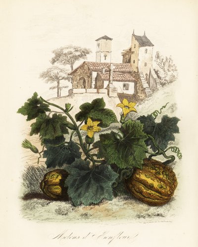 Melão de Honfleur, Cucumis melo de French School