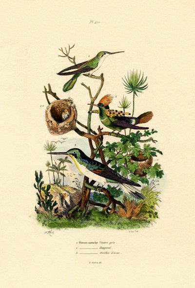 Beija-flores, 1833-39 de French School